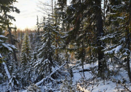 Temperature in Arctic to increase by ten degrees