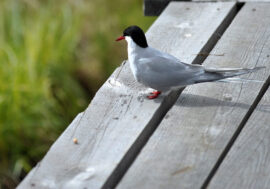 Birds saving campaign launched in Krasnoyarsk region