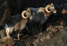 Putorana snow sheep planned to be chipped