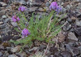 New plants added to Taimyr flora collection