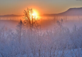 Two thousand people acquired Arctic hectare this year