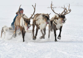 Videos in Nenets language to be filmed in Taimyr
