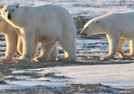 Lessons on polar bear conservation to be held in schools