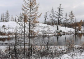 Scientists discovered useful virus in Arctic