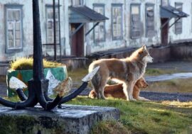 Novosibirsk company to create films on life in Dikson