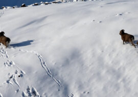 Sochi residents found out what Putorana bighorns eat