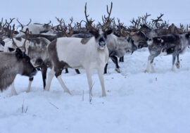 Sharing amazing facts about reindeer