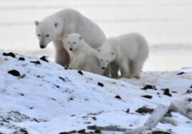 Scientists develop satellite tracking system for polar bears