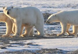 Scientists confirm warming impact on polar bears