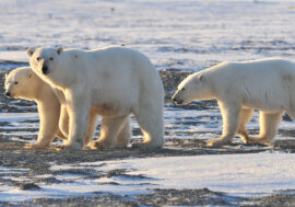 Norilsk to celebrate Polar Bear Day