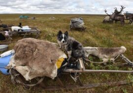 Reindeer herders and hunters to be supported