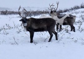 Reindeer to be tagged with radio collars in Taimyr