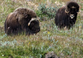 Norilsk scientists discuss musk oxen’s genetics