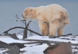 Meteorologist in Arctic chased away fish-snatching polar bear