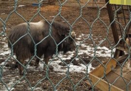 Krasnoyarsk zoo plans to form musk ox pair