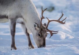 Russia unveils postage stamps featuring reindeer